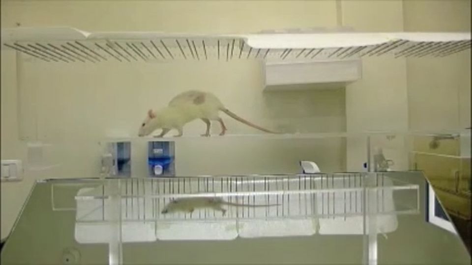 Paralysed rats walk again after spinal cord surgery | Reuters