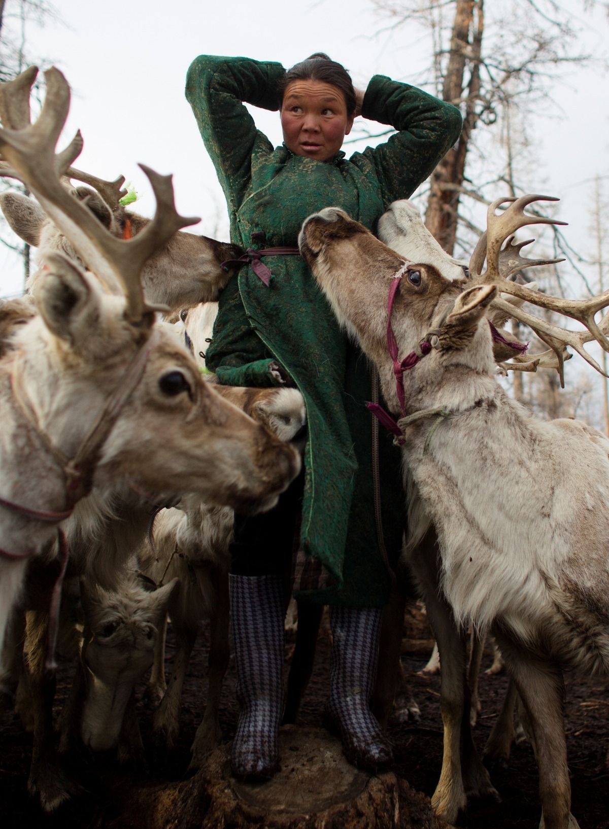 Winter Trip to Mongolian reindeer herders | Winter Trip to Mongolian  reindeer herders | Mongolian winter tours and adventures | winter trips in  Mongolia| Mongolian travel | visiting the reindeer herder |, image size:1200x1634