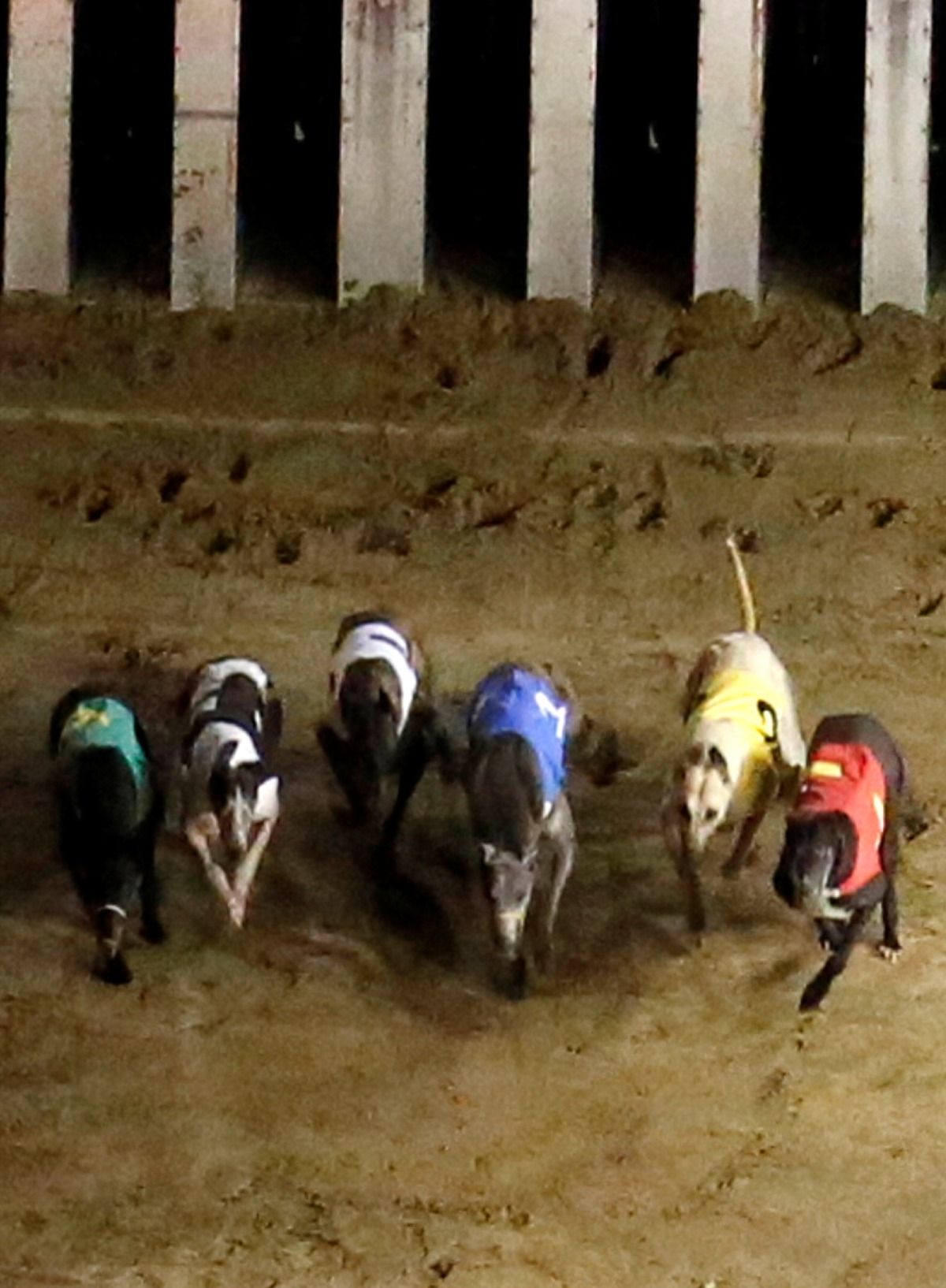 As Macau's greyhound track shutters, fears over dogs' fate Reuters