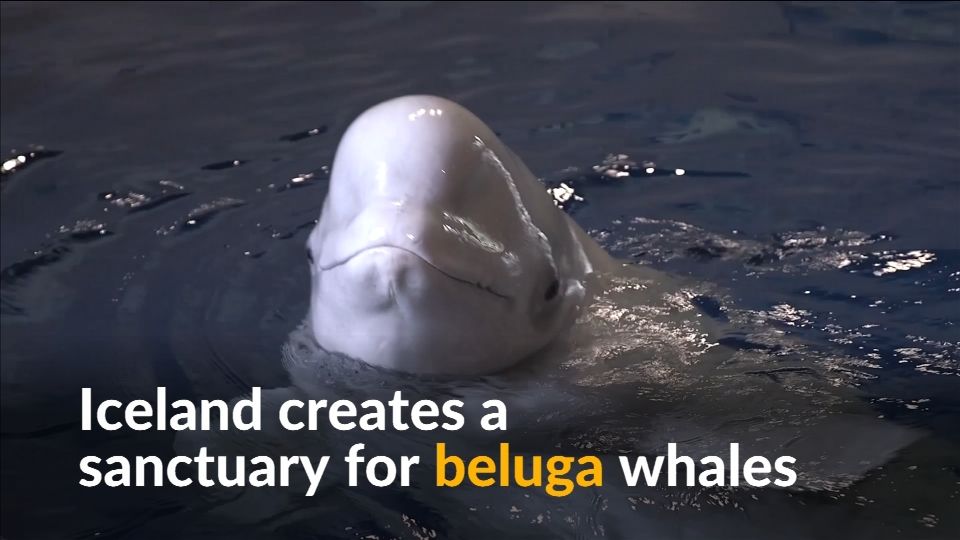 first-beluga-whale-sanctuary-in-iceland-to-welcome-new-arrivals-next
