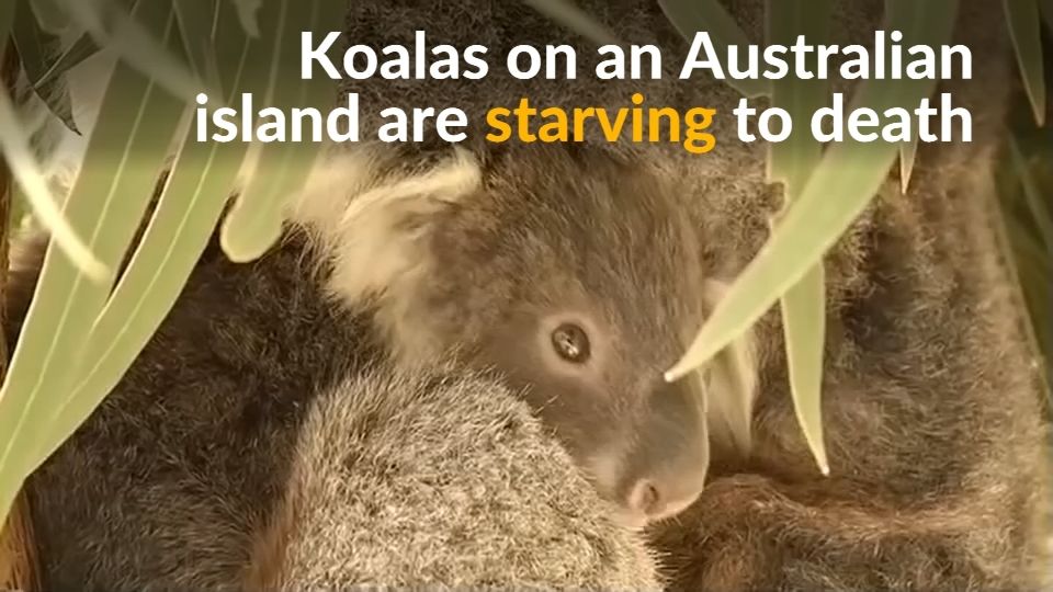 Koalas starve as residents destroy trees to stop bushfires on ...