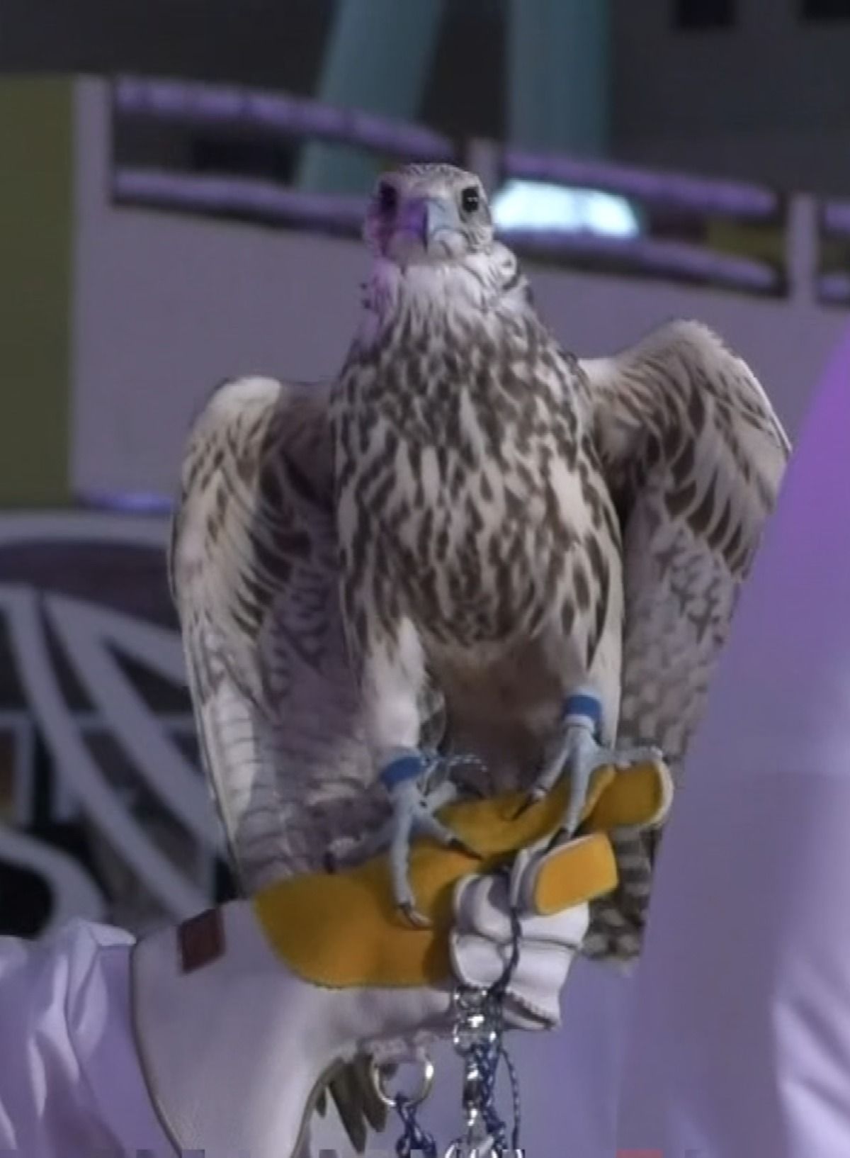 Prices Soar For The Perfect Falcon In Doha Reuters Tv