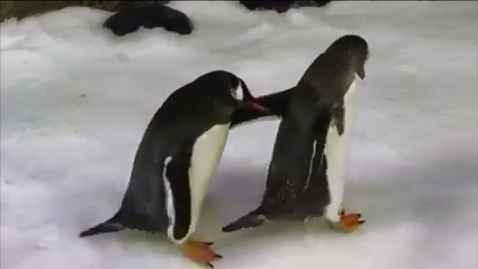 豪水族館でペンギンのゲイカップルか、オス同士で巣作り（15日） | Reuters