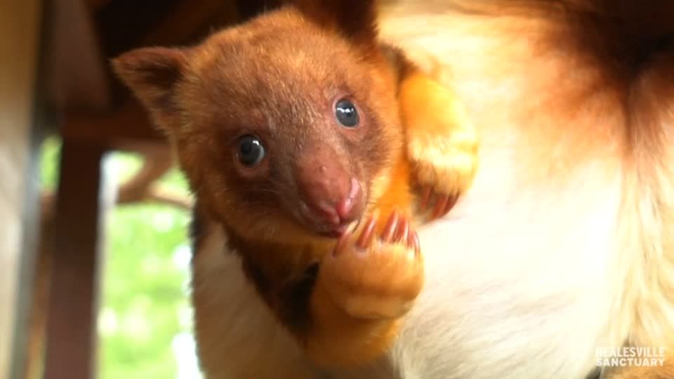 お母さんの袋からこんにちは、キノボリカンガルーの赤ちゃん（29日