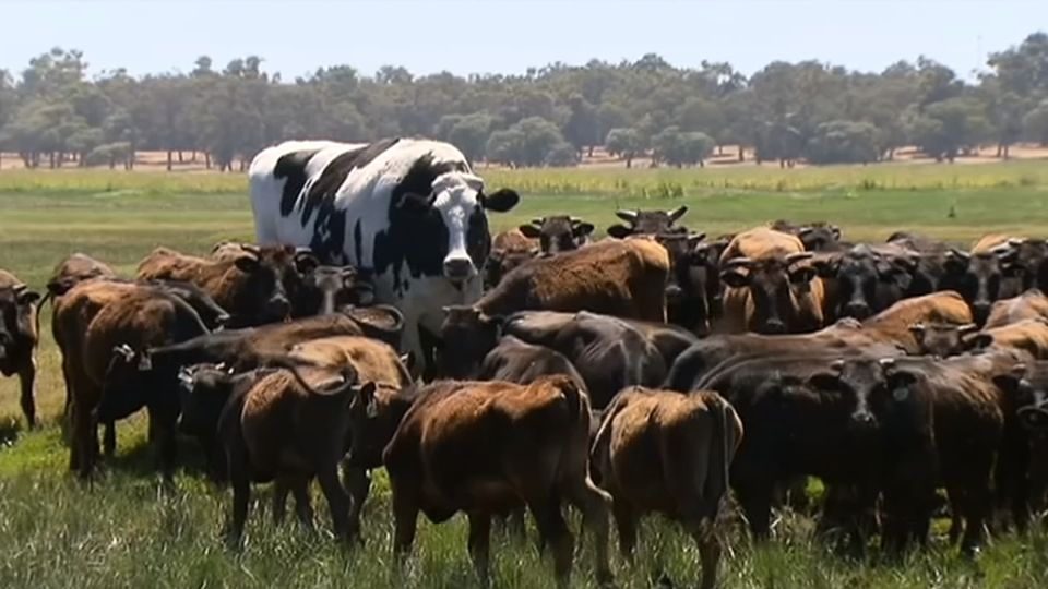 体高194センチの巨大牛、大きすぎて食肉加工免れる（28日） | ロイター