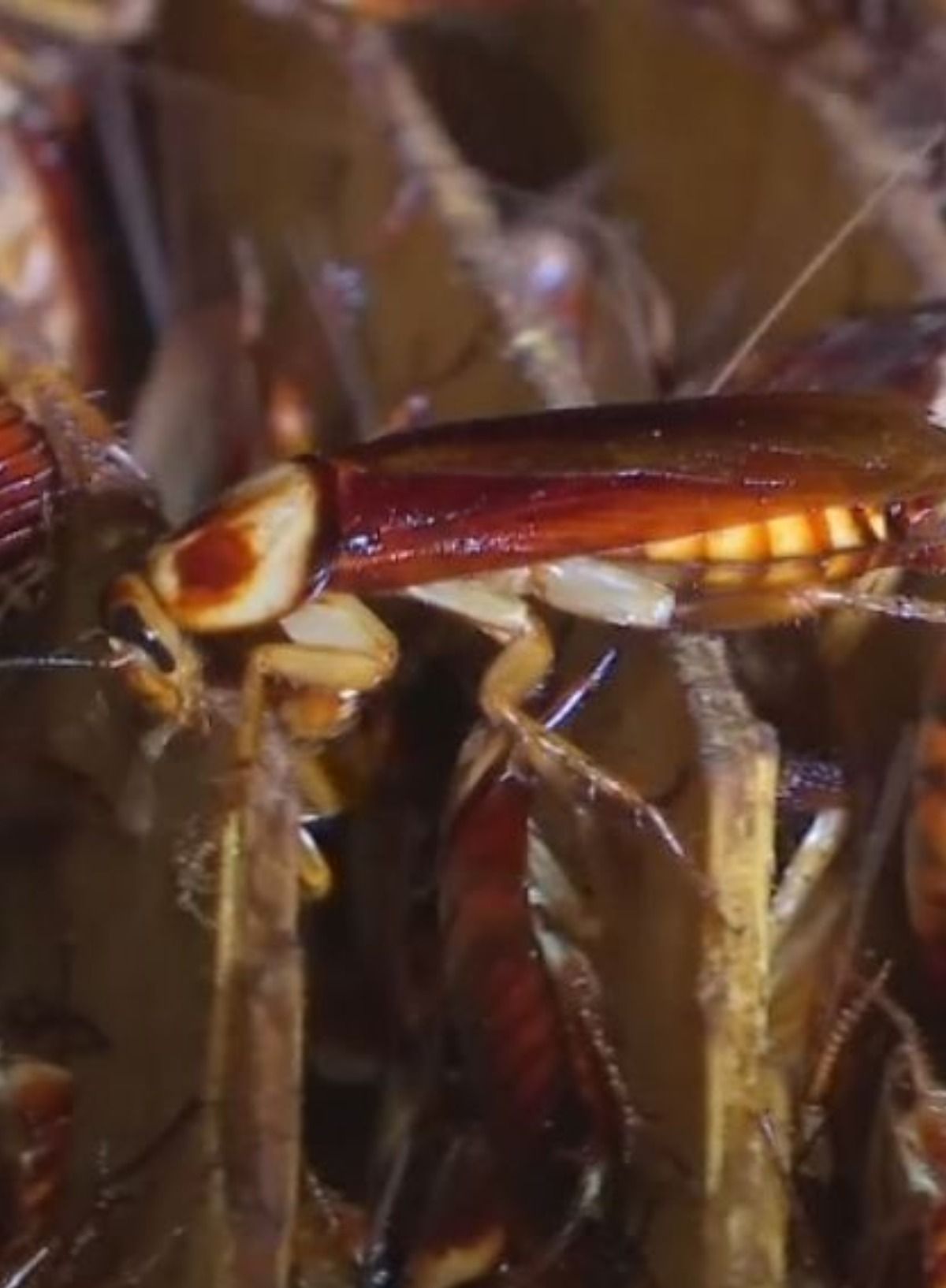 These pests are big business in China | Reuters