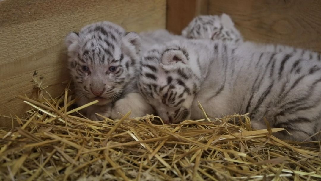 ホワイトタイガーの赤ちゃんお披露目、オーストリアで | ロイター