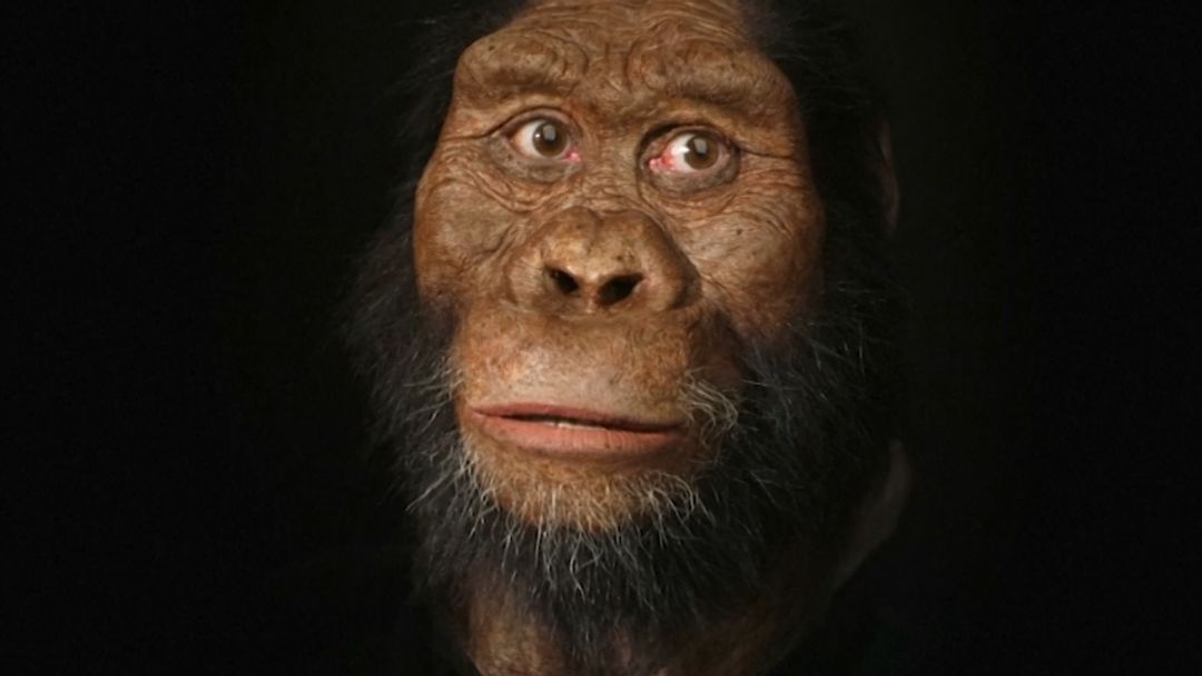 380万年前の猿人の頭蓋骨、ほぼ完全な形で見つかる 顔を復元 | ロイター