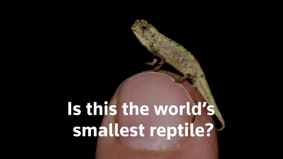 その他 Swedish Chameleon SC3 Tiny その他 Swedish Chameleon SC3 Tiny その他 Swedish Chameleon SC3