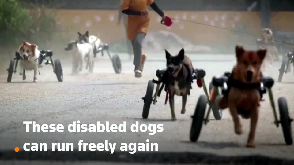 Disabled dogs run in Thailand with help from wheels | Reuters