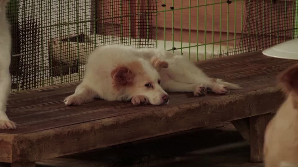 to grant legal status to animals to tackle abuse