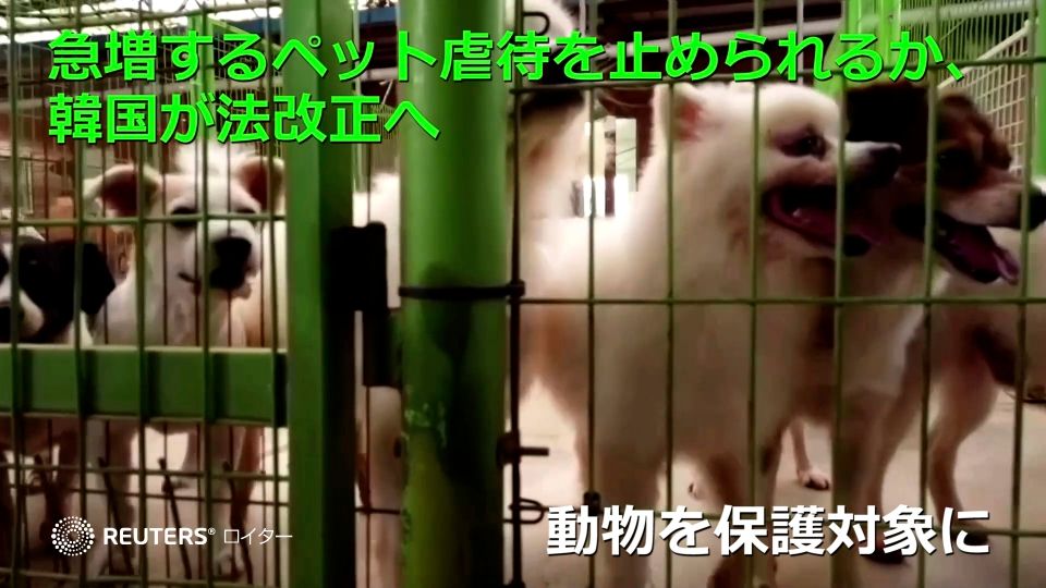 急増するペット虐待を止められるか、韓国が法改正へ 動物を保護対象に（字幕・19日） | ロイター