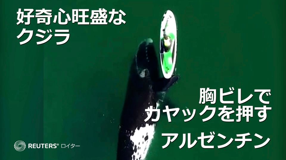 好奇心旺盛なクジラ、胸ビレでカヤックを押す アルゼンチン（字幕・3日