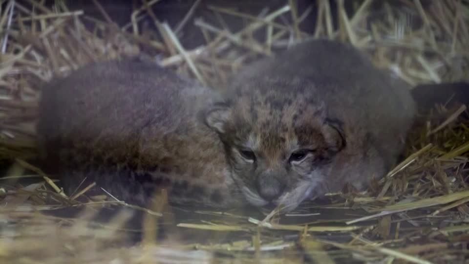 Two lion cubs unexpectedly born in French zoo | Reuters