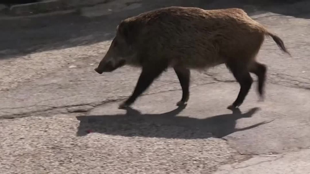 Wild boars invade Rome mayoral election race | Reuters