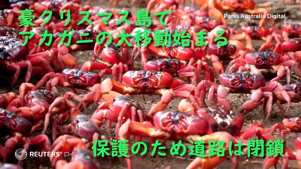 豪クリスマス島でアカガニの大移動始まる、保護のため道路は閉鎖（字幕