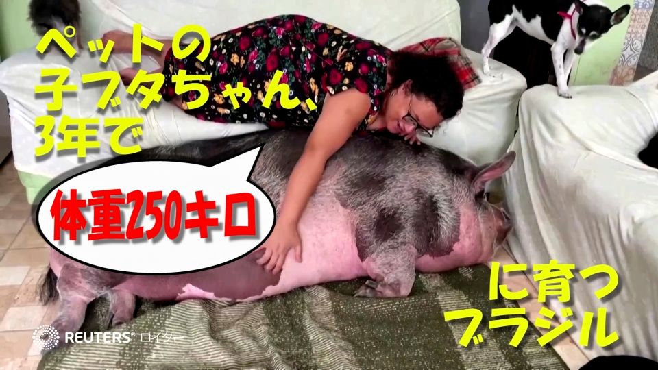 ペットの子ブタちゃん、3年で体重250キロに育つ ブラジル（字幕・11日