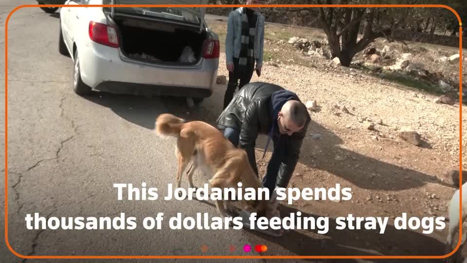 Jordanian man spends thousands to feed street dogs | Reuters