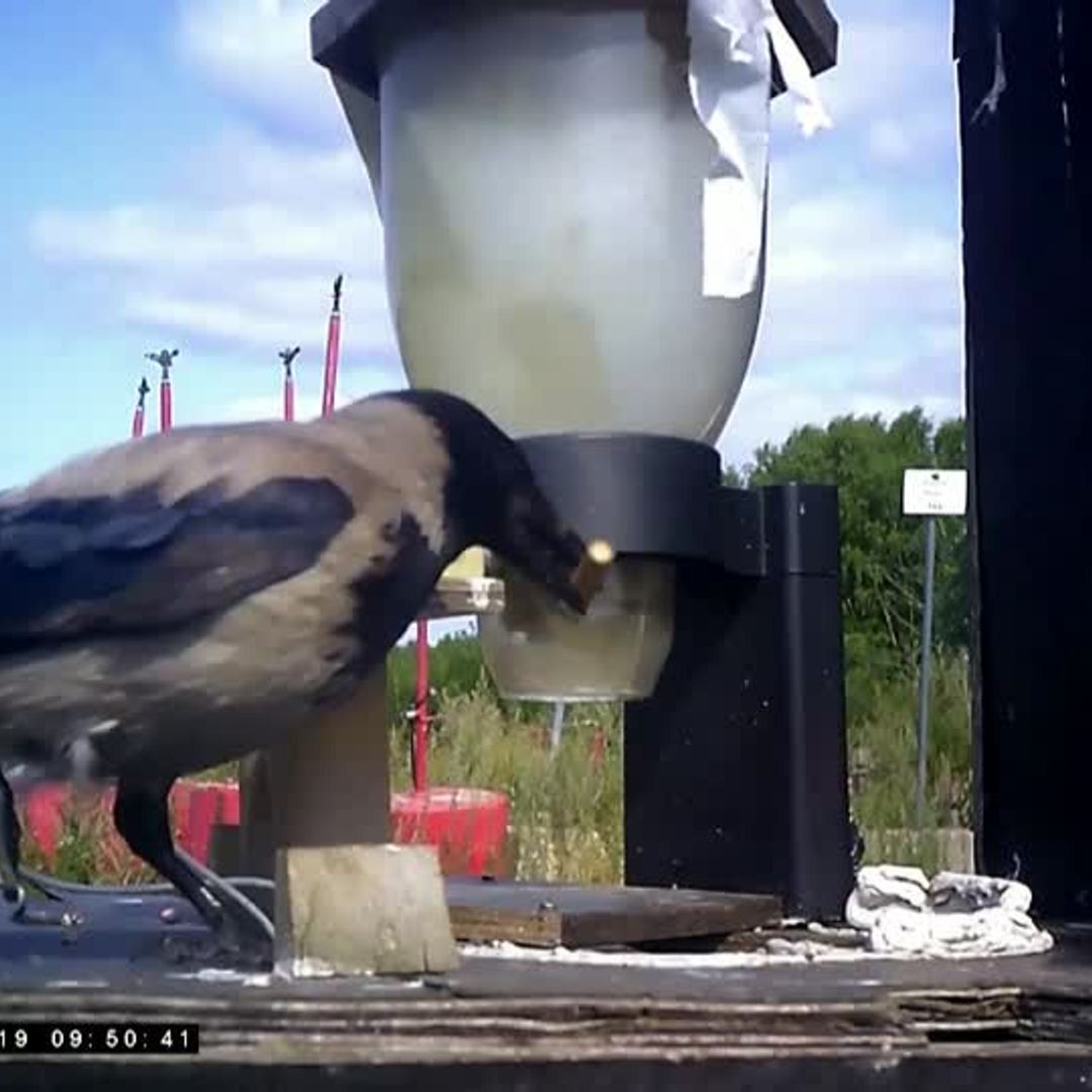 crows cleaning up cigarettes No Butts About It: at a French Theme Park Sweden uses crows to pick