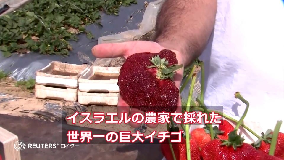 289グラムの巨大イチゴ、ギネス世界記録を達成 イスラエル（字幕・18日