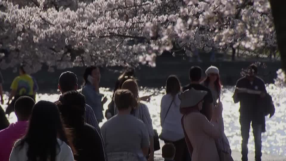 Cherry blossoms in Washington D.C. hit peak bloom | Reuters