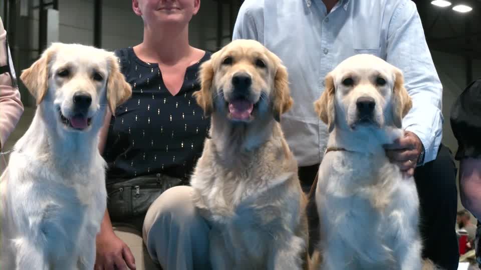 Who's top dog? Spain holds world contest Reuters