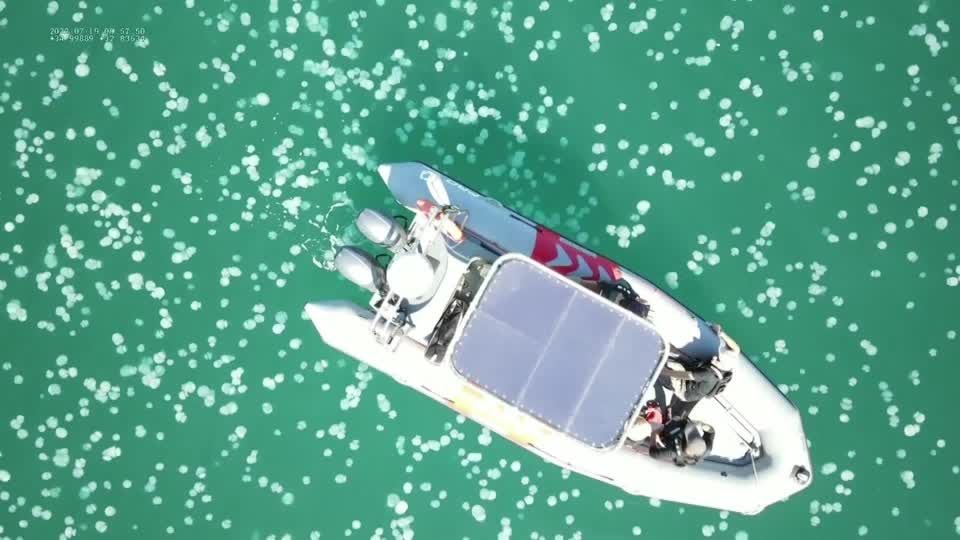 クラゲの大群、イスラエルの海に押し寄せる 水温上昇が原因（字幕・26