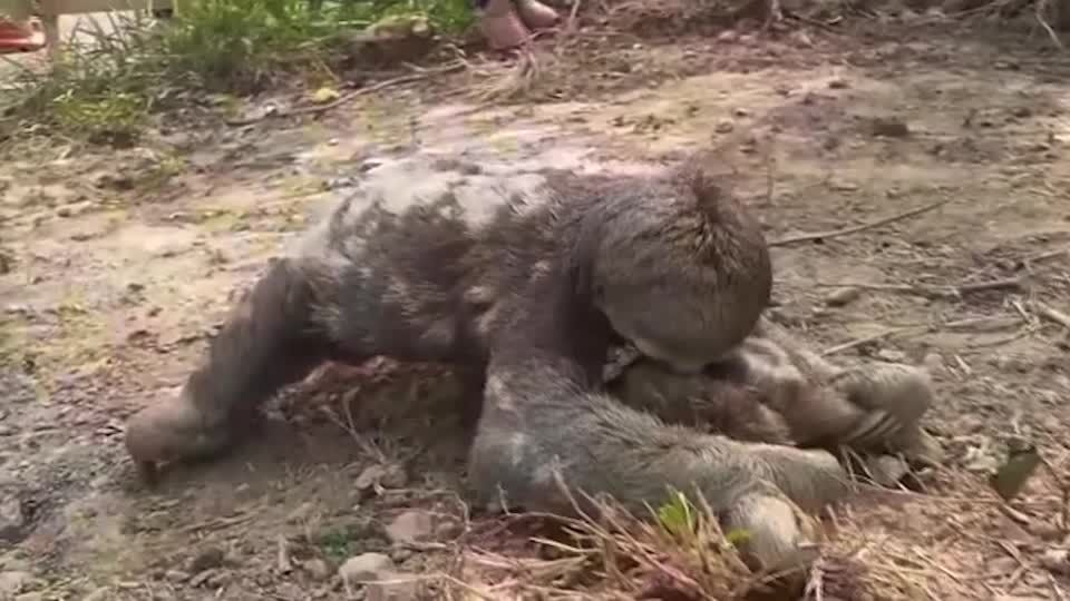 Baby sloth, mom reunited after Bolivia wildfire