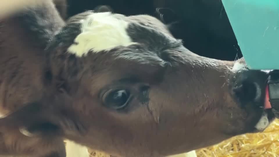 'Kowbucha' helps reduce cow burps in New Zealand