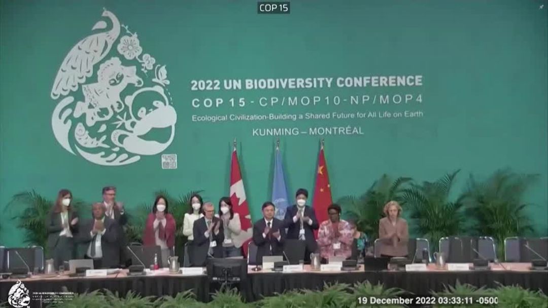 Rainforest-rich nations ensure COP15 deal on nature sticks | Reuters