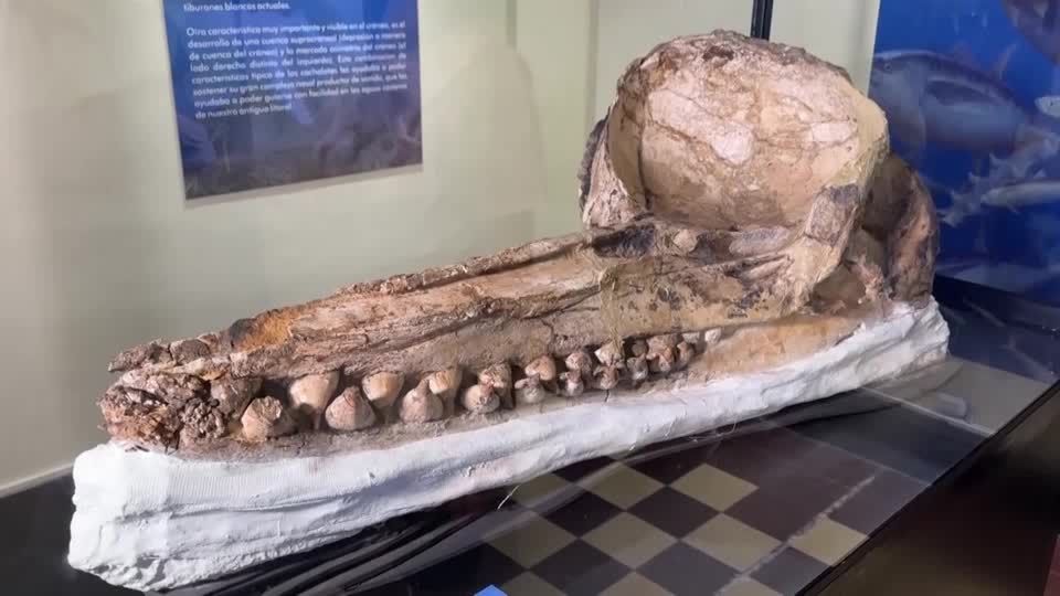 約700万年前のクジラの頭蓋骨を発掘、ペルー南西部の砂漠（字幕・16日