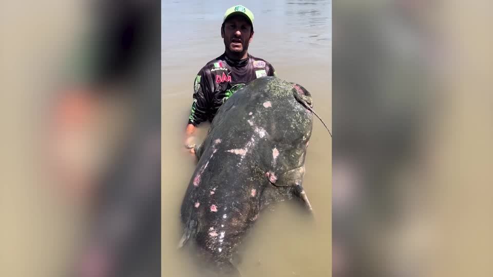 体長2.85メートルの巨大ナマズ釣りあげられる イタリア（字幕・6日