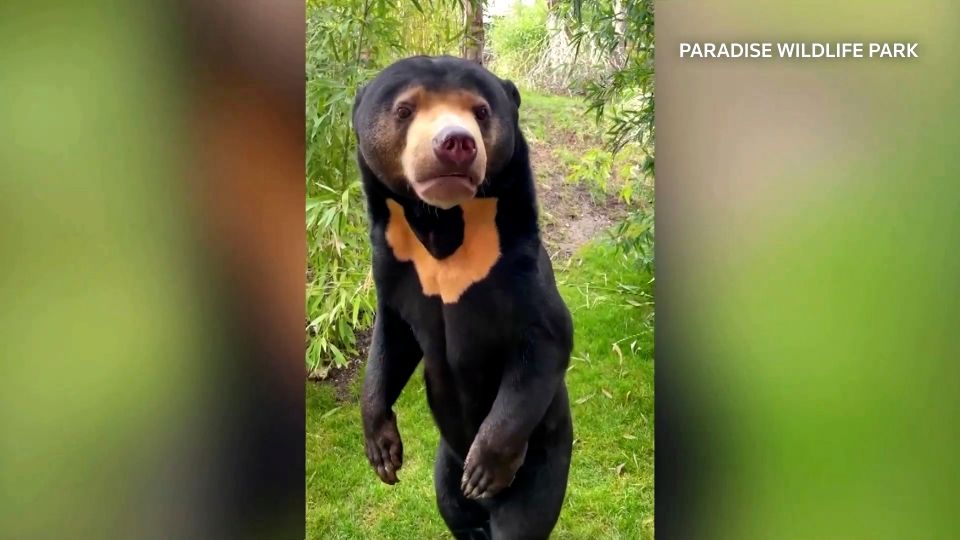 中国クマの着ぐるみ疑惑に英動物園が救いの手、杭州では来園者が急増