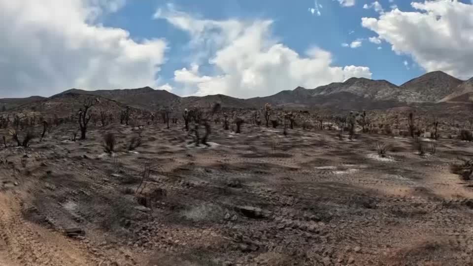 Wildfire in Mojave Desert destroys iconic Joshua trees