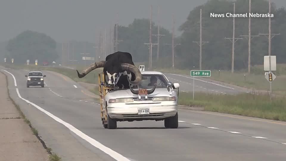 助手席に「巨大な角を持つ雄牛」乗せた車、警察に止められる 米