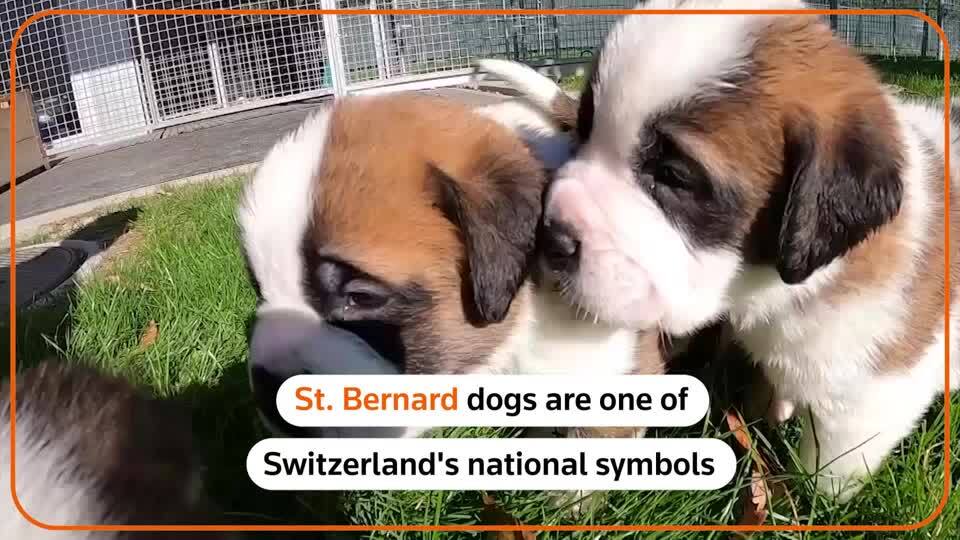 State 2024 bernard dog