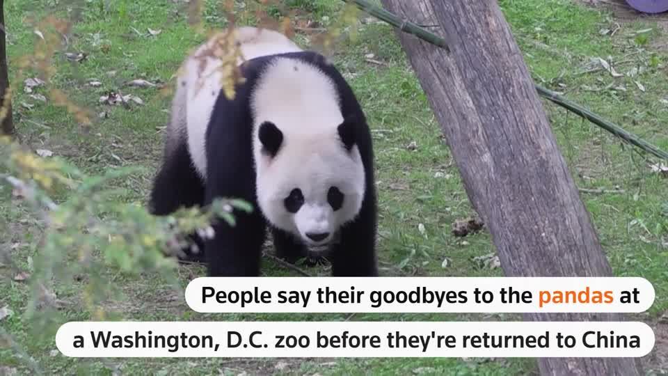 National Zoo bids farewell to pandas as US government shutdown