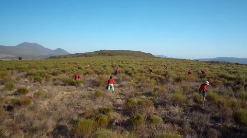 Big Tobacco turns to rooibos tea to counter EU ban | Reuters