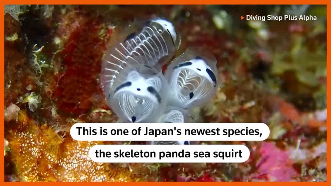 Meet Japan's skeleton panda sea squirt | Reuters