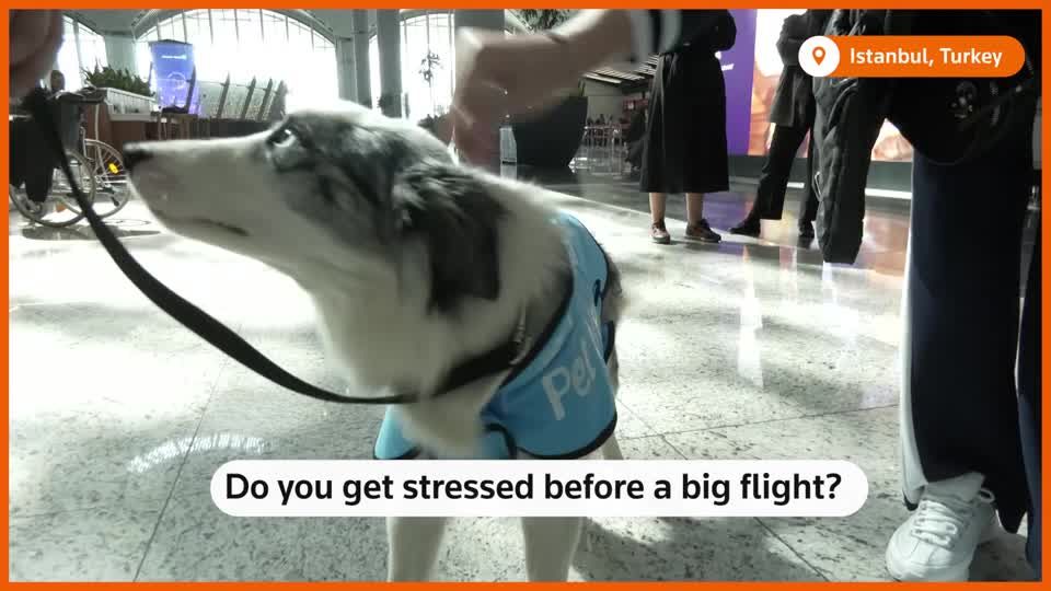 Dog Training The Siberian Service Dog Therapy Dogs Comfort