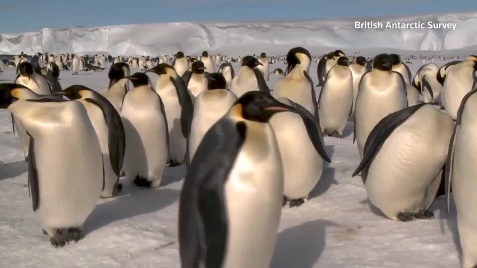 Emperor penguins suffered mass breeding failures in 2023 amid