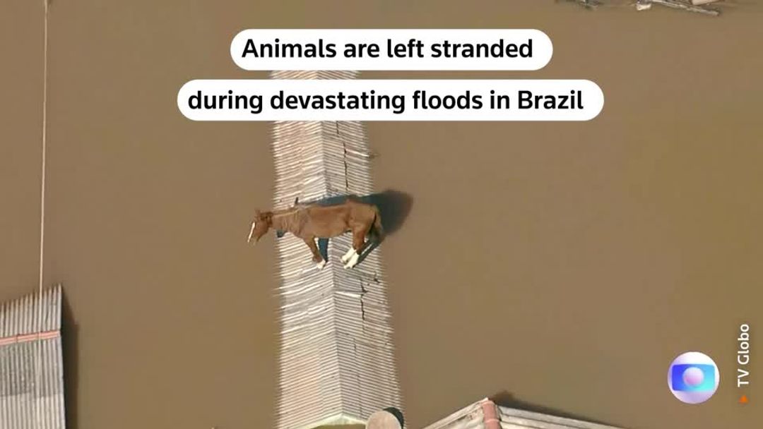 Deaths in Brazil floods rise to 107, horse rescued from rooftop | Reuters