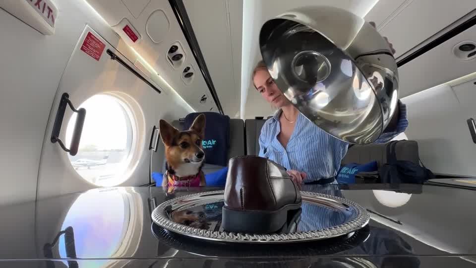 Bark Dogs And Planes Cheap Flights For Dogs Only Shop