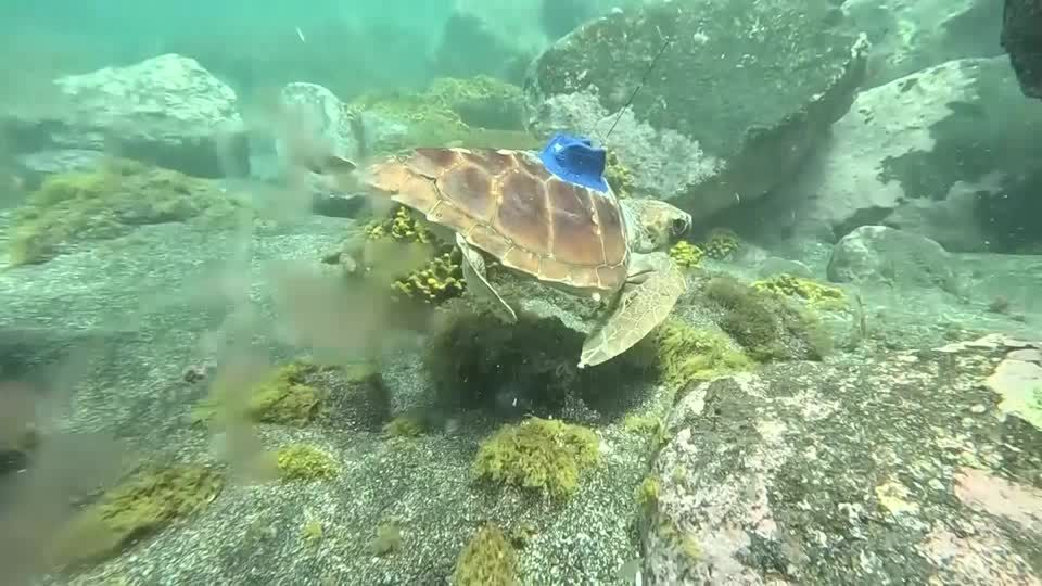 Amputee turtles fitted with GPS devices and released | Reuters