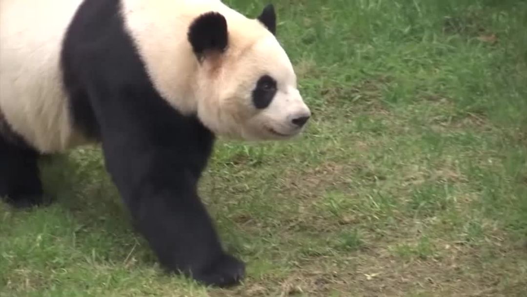 Explainer: What is China's panda diplomacy and how does it work? | Reuters