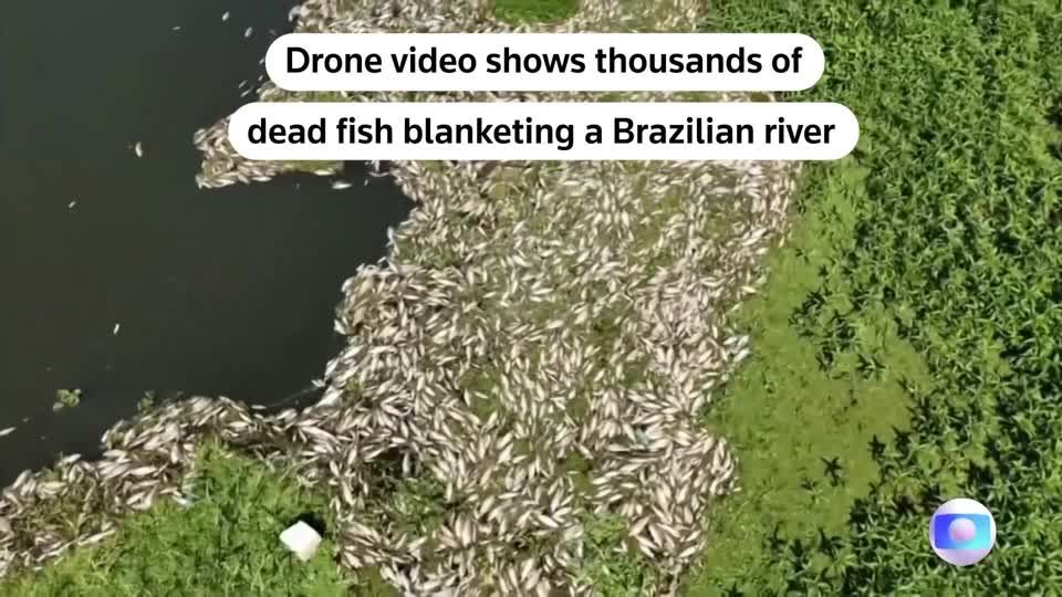 Thousands of dead fish blanket Brazil river | Reuters