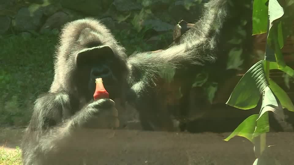 Kyiv Zoo celebrates Tony the gorilla's 50th birthday