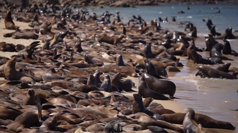 「まるで集会」、ビーチにアシカの大群　米カリフォルニア（字幕・23日）, image size:1080x1080