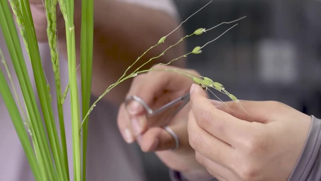 As Japan rice shortage bites, farmers test heat-resistant crops | Reuters