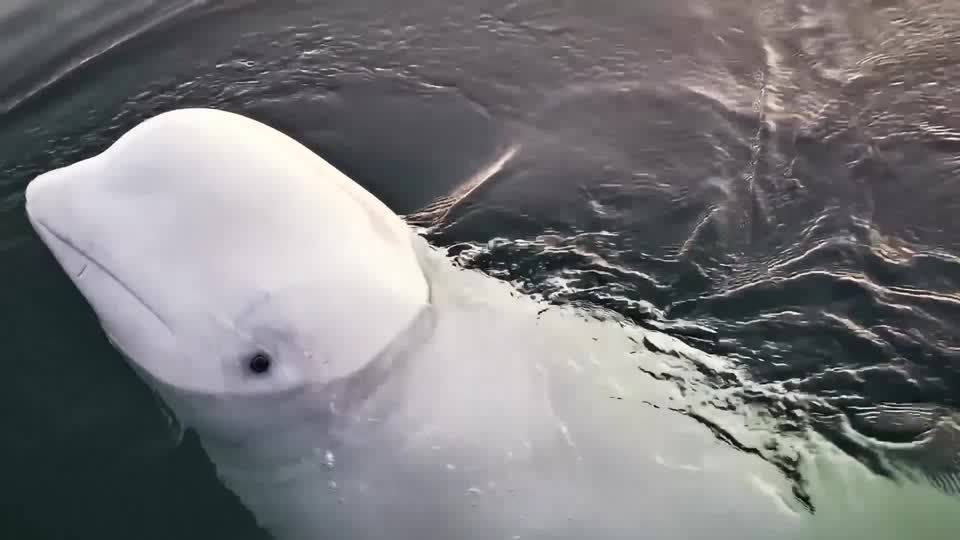 ロシアのスパイ」疑惑のイルカ、死体見つかる ノルウェー南部 | ロイター